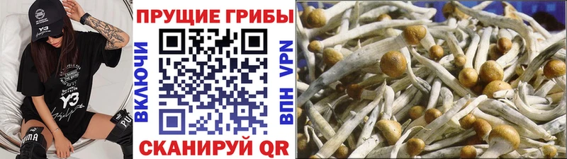 Купить  Демидов  Галлюциногенные грибы мицелий 